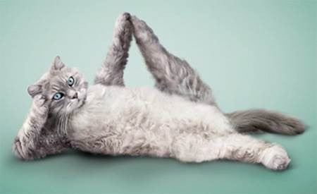 Cat Yoga: The mewest exercise trend