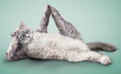 Cat Yoga: The mewest exercise trend